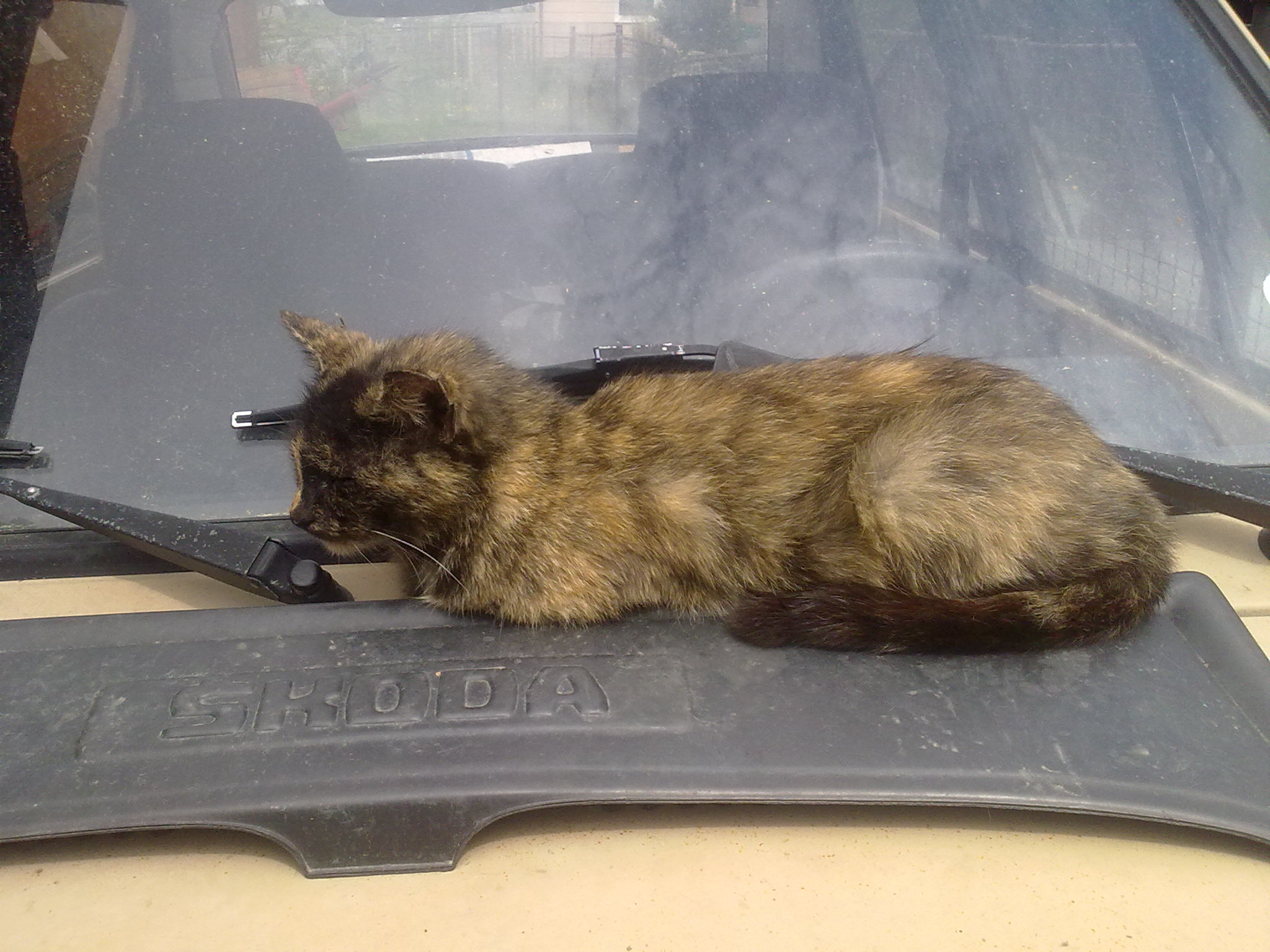 A Cat On The Windscreen